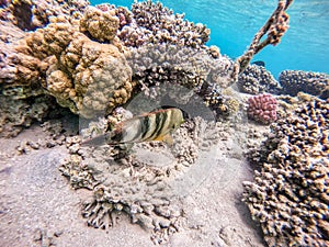 Big Broomtail wrasse (Cheilinus lunulatus) at coral reef