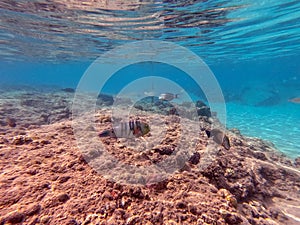 Big Broomtail wrasse (Cheilinus lunulatus) at coral reef