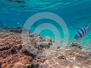 Big Broomtail wrasse (Cheilinus lunulatus) at coral reef