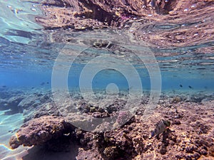 Big Broomtail wrasse (Cheilinus lunulatus) at coral reef