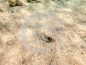 Big Broomtail wrasse (Cheilinus lunulatus) at coral reef