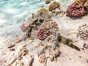 Big Broomtail wrasse (Cheilinus lunulatus) at coral reef