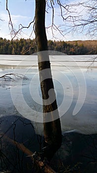 Big Brother of Lonesome Tree on pond