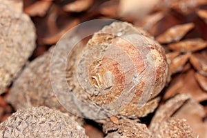 Big brown acorns with pine cones up close macro