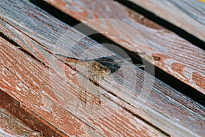 Big brown Aeshna grandis dragonfly on on a wooden bench