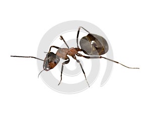 Big brown ant