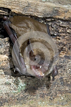 Big brown bat (Eptesicus fuscus)