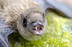 Big Brown Bat, Eptesicus fuscus, mouth open showing fangs