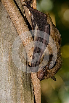Big Brown Bat