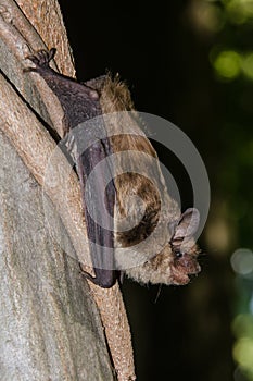 Big Brown Bat