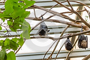 Big Brown Bats Sleeping Upside Down at Day. Hanging from a Highrise Tree Branch with Green Leaves