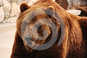 Big brown bear