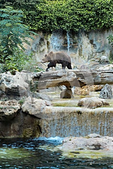 Big Brown Bear. Brown bear walking in zoo