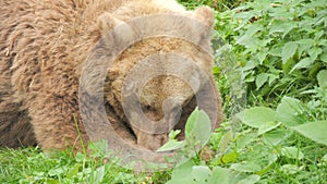 A big brown bear close-up in a bear reserve in the Black Forest, Germany. Chewing food in slow motion.