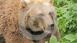 A big brown bear close-up in a bear reserve in the Black Forest, Germany. Chewing food in slow motion.
