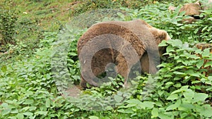 A big brown bear close-up in a bear reserve in the Black Forest, Germany. Slow motion.