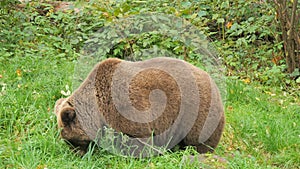 A big brown bear close-up in a bear reserve in the Black Forest, Germany. Slow motion.