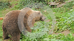 A big brown bear close-up in a bear reserve in the Black Forest, Germany. Slow motion.