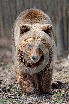 Big brown bear in forest