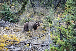 Big brown bear looking for nuts, roots and tubers
