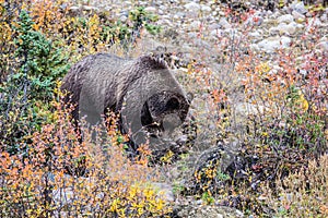 Big brown bear looking for stems of grasses
