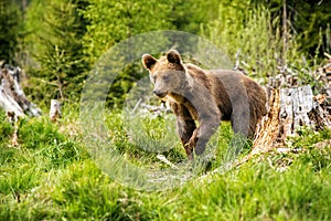 Big brown bear in nature or in forest, wildlife, meeting with bear, animal in nature