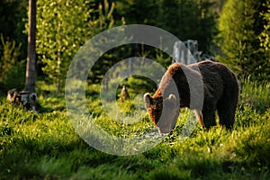 Big brown bear in nature or in forest, wildlife, meeting with bear, animal in nature.
