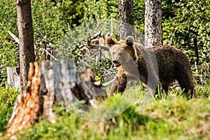Big brown bear in nature or in forest, wildlife, meeting with bear, animal in nature