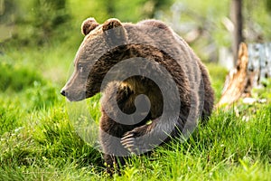 Big brown bear in nature or in forest, wildlife, meeting with bear, animal in nature