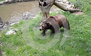 Big brown bear near a pond at the zoo. photo