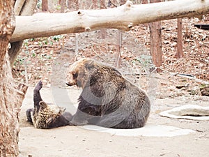 Big brown bear,playing with mom from young bear
