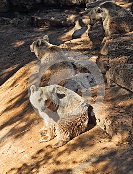 The big brown bear posing for the visitors
