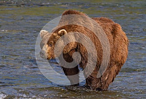 Big Brown Bear With a Pronounced Hump