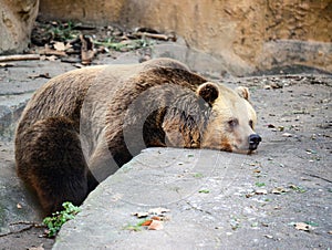 Big brown bear resting