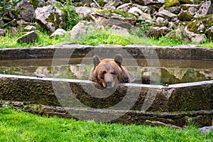 A big brown bear is resting in a pool of water during the summer heat