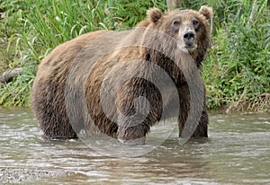 Big brown bear in river