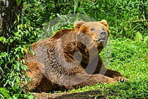 Big brown bear roars in the green grass