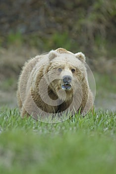 Big Brown Bear showing teeth. McNeil River, Alaska photo