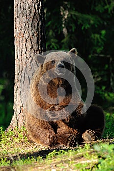 Big brown bear sitting