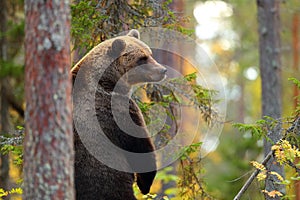Big brown bear standing in a forest