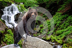 Big brown bear standing on stone