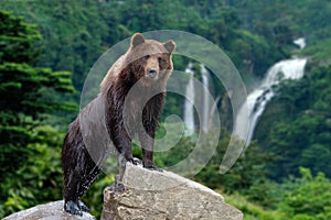 Big brown bear standing on stone