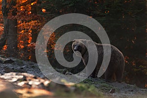 Big Brown Bear Stands In The Background Of The Autumn Forest And Looks Into Your Eyes. Ursus Arctos Brown Bear On The Mountain