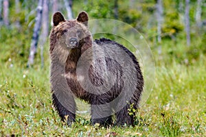 Veľký hnedý medveď v lete les 