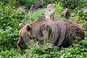 Big brown bear walking around. Animal in nature forest and meadow habitat. Wildlife scene from Estonia.