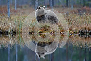 Big brown bear walking around lake with mirror image. Dangerous animal in the forest. Wildlife scene from Europe. Brown bird in th