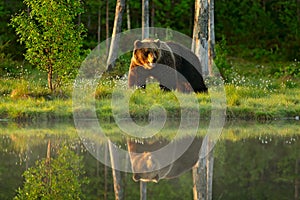 Big brown bear walking around lake in the morning sun. Beautiful light in the forest with dangerous animal. Wildlife scene from Fi