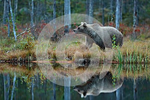 Big brown bear walking around lake in the morning sun. Dangerous animal in the forest. Wildlife scene from Europe. Brown bird in