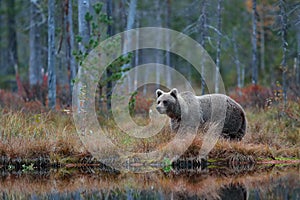 Big brown bear walking around lake in the morning sun. Dangerous animal in the forest. Wildlife scene from Europe. Brown bird in