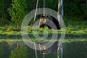 Big brown bear walking around lake in the morning sun. Dangerous animal in the forest. Wildlife scene from Europe. Brown bird in t